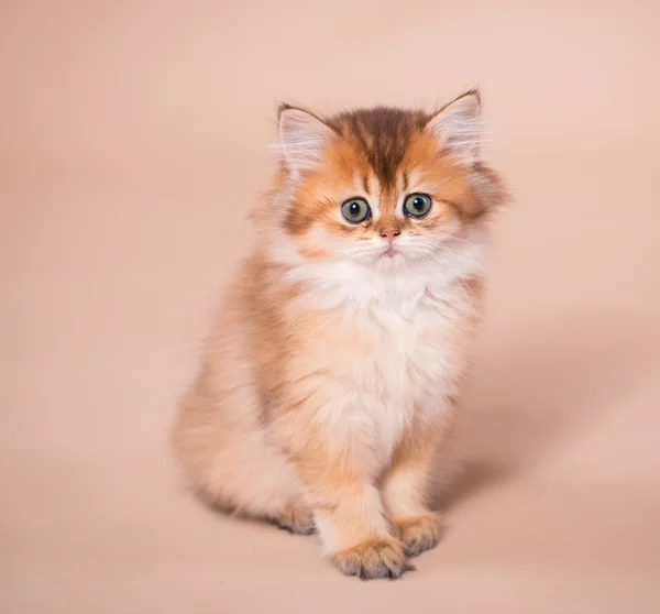 Короткометражный кот — стоковое фото