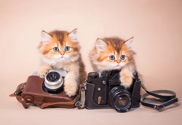 Britânico gato shorthair com câmera — Fotografia de Stock