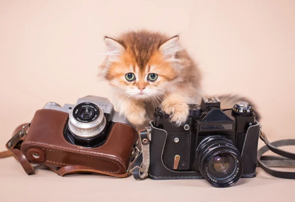 British shorthair cat with camera — Stock Photo, Image