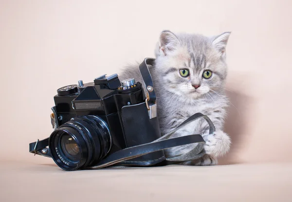 British shorthair cat with camera — Stock Photo, Image