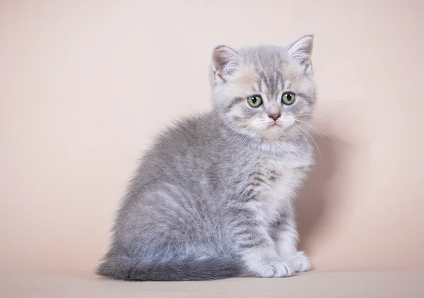 Gatto stenodrammatico britannico — Foto Stock