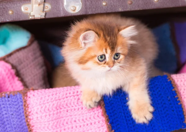 Británico taquigrafía gato —  Fotos de Stock