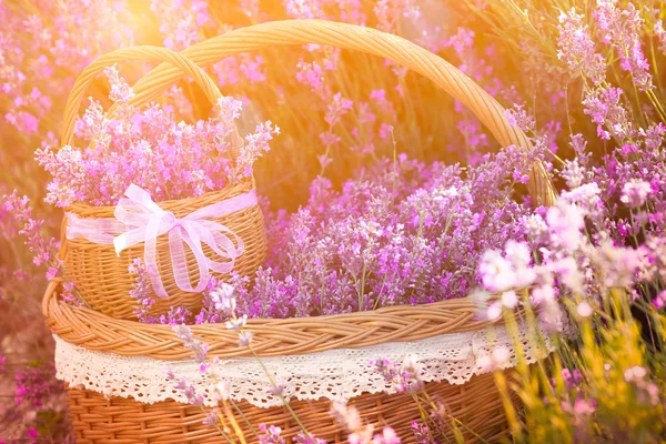 Cesta com flores de lavanda — Fotografia de Stock