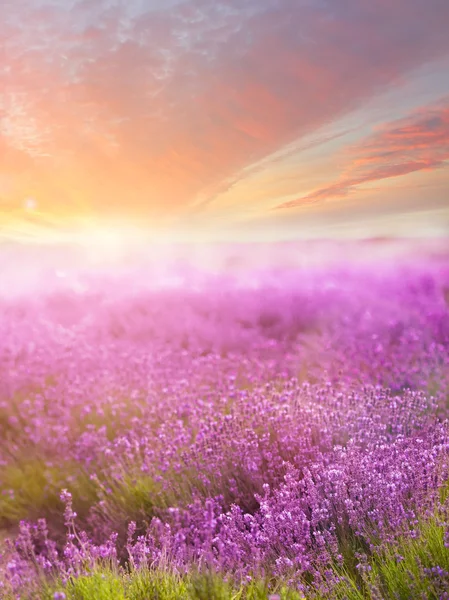 Campo de lavanda ao pôr-do-sol — Fotografia de Stock