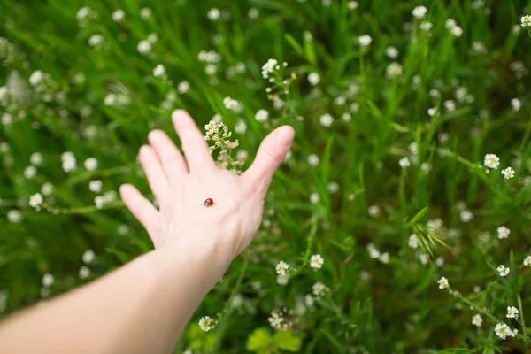 Red bug on the hand — Stock Photo, Image