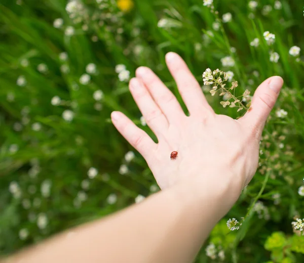 Red bug on the hand — Stock Photo, Image