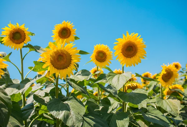 Campo di girasole lucente — Foto Stock