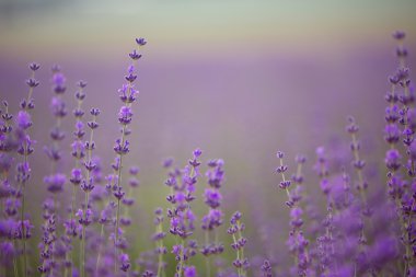 Sahada lavanta çiçekleri