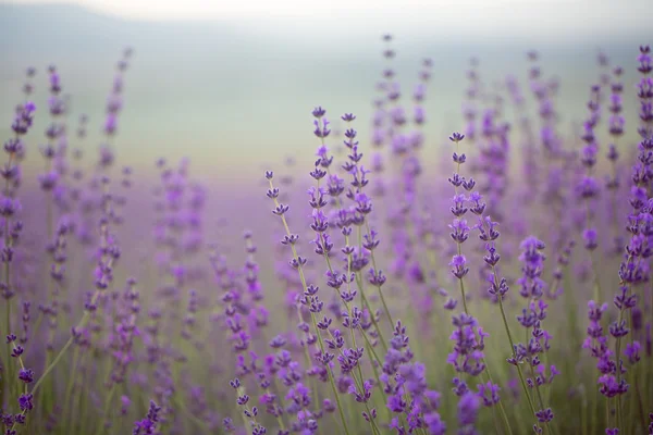 Lavendel blommor på fältet — Stockfoto