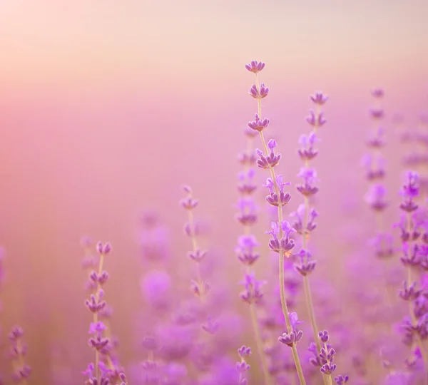 Lavender flowers on the field — Stock Photo, Image