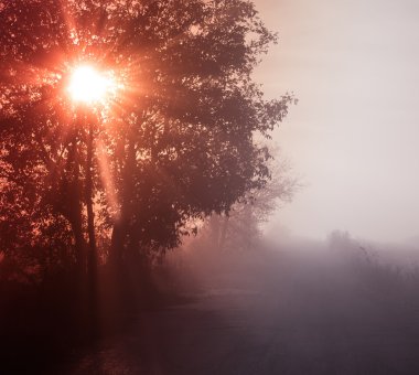 Güneş ışığı ile ağacı üzerinden