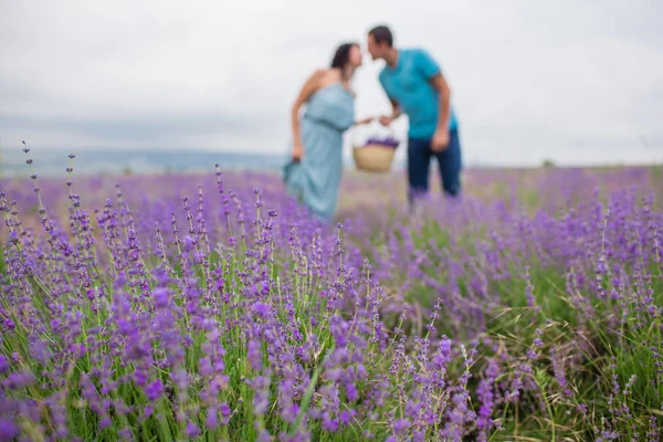 Mladý pár sklizně lavender květiny — Stock fotografie