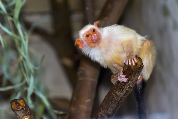 Ezüst selyemmajom (callithrix argentata) — Stock Fotó