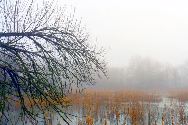 Зимний туман в Венгрии — стоковое фото