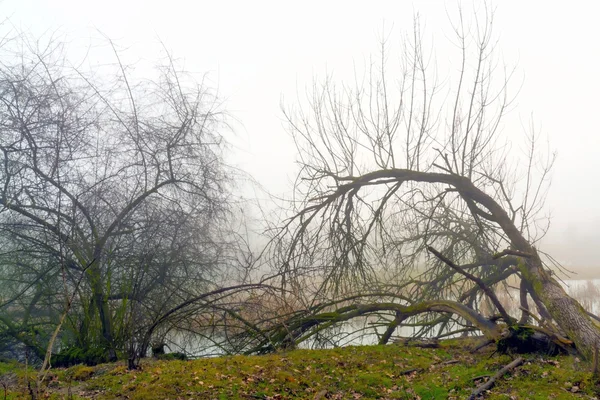 Névoa de inverno na Hungria — Fotografia de Stock