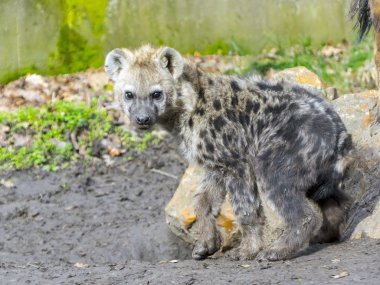 benekli sırtlan yavrusu