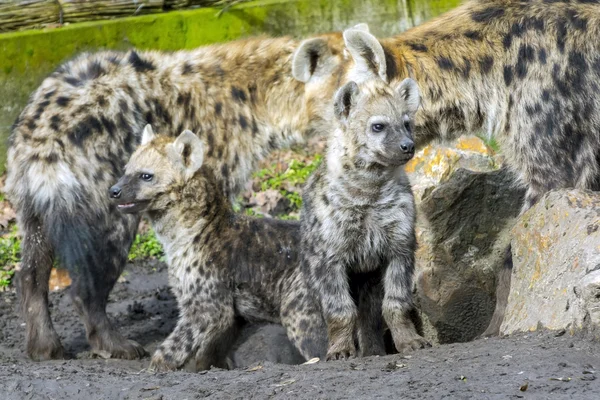 Hyena skvrnitá mládě — Stock fotografie