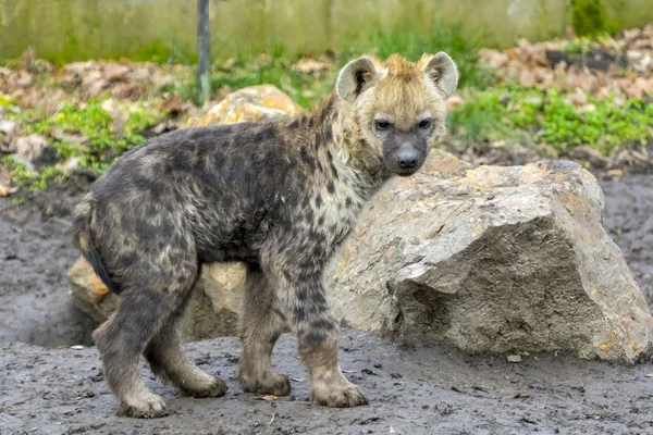 Fläckig hyena cub — Stockfoto