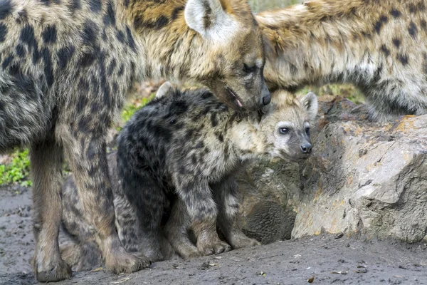 Jeune hyène tachetée — Photo