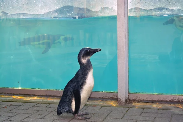 Pinguino pulcino a piedi — Foto Stock