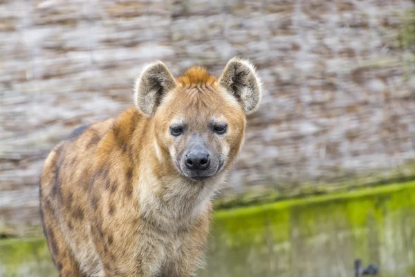 Spotted hyena portrait — Stock Photo, Image