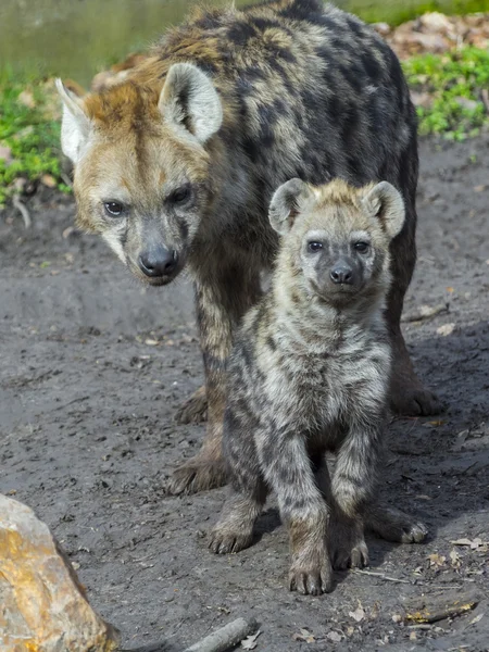 Orlik hiena cub — Zdjęcie stockowe