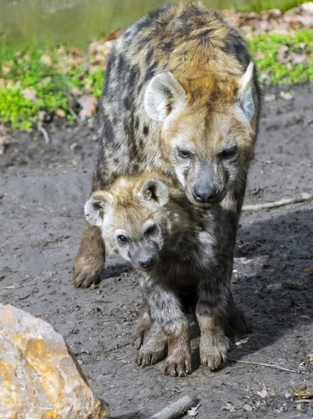 Cachorro de hiena manchado — Foto de Stock