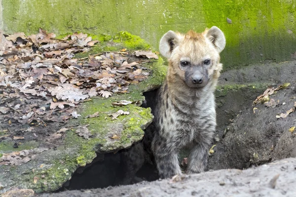 Orlik hiena cub — Zdjęcie stockowe
