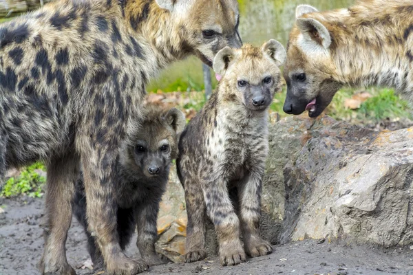 Geflecktes Hyänenbaby — Stockfoto