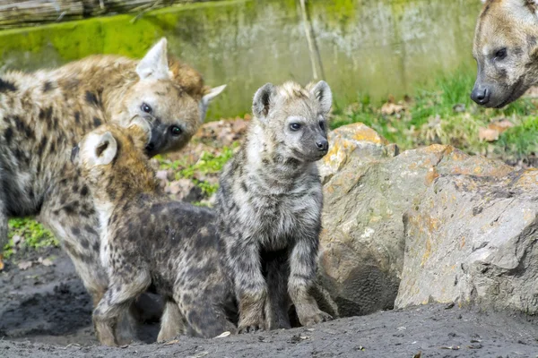 Geflecktes Hyänenbaby — Stockfoto