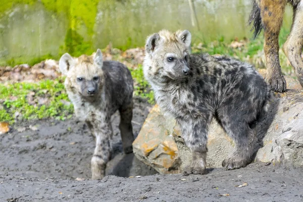 Orlik hiena cub — Zdjęcie stockowe