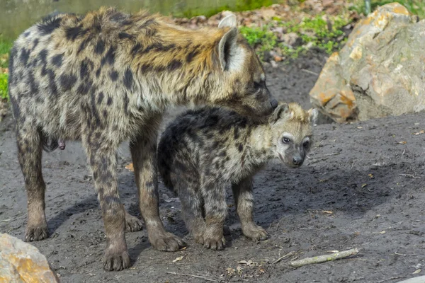 Spotted hyena cub — Stock Photo, Image