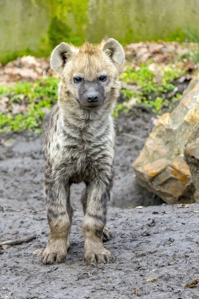 Spotted hyena cub — Stock Photo, Image
