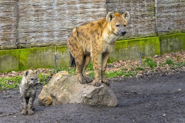 Spotted hyena cub — Stock Photo, Image