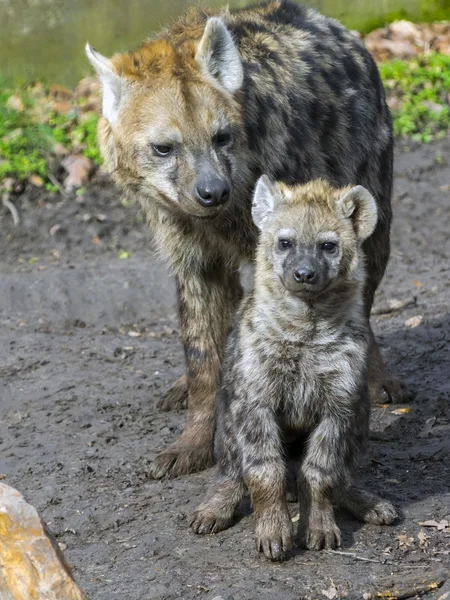 Geflecktes Hyänenbaby — Stockfoto