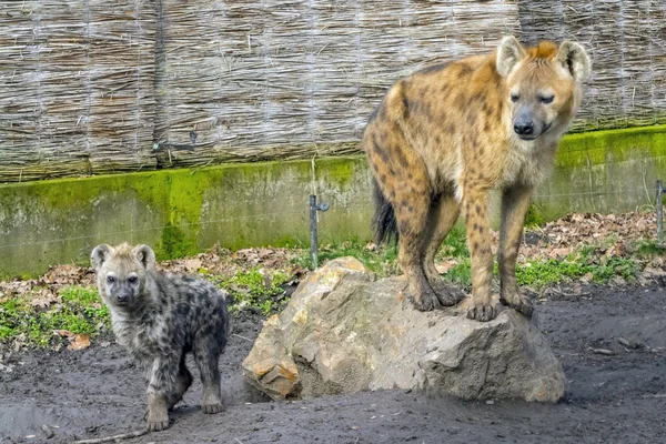 Cachorro de hiena manchado — Foto de Stock