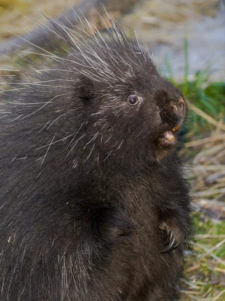 North American porcupine — Stock Photo, Image
