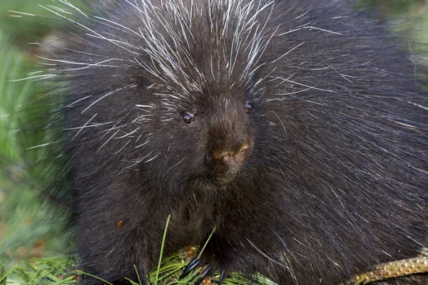 North American porcupine — Stock Photo, Image