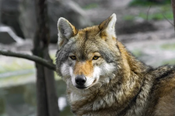 Grijze wolf portret — Stockfoto