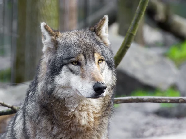 Grijze wolf portret — Stockfoto