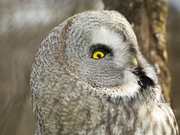 Great gray owl — Stock Photo, Image