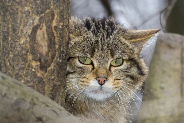 ヨーロッパの野生の猫 — ストック写真