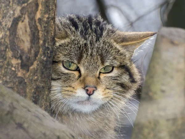 ヨーロッパの野生の猫 — ストック写真