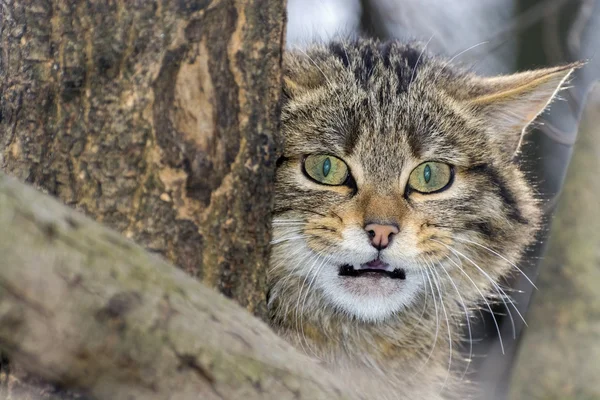 Europese wilde kat — Stockfoto