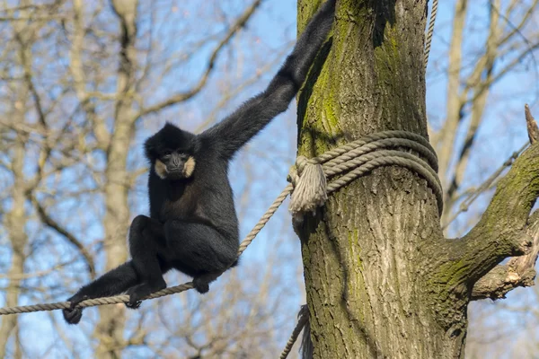 Gibbon à joues jaunes — Photo