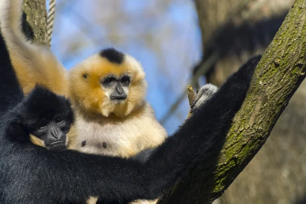 Yellow-cheeked gibbon — Stock Photo, Image