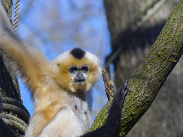 Yellow-cheeked gibbon — Stock Photo, Image