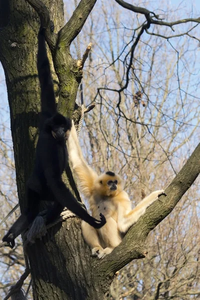 Gibbon à joues jaunes — Photo