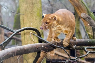 Fessalar ağaç üzerinde