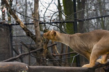 Fessalar ağaç üzerinde